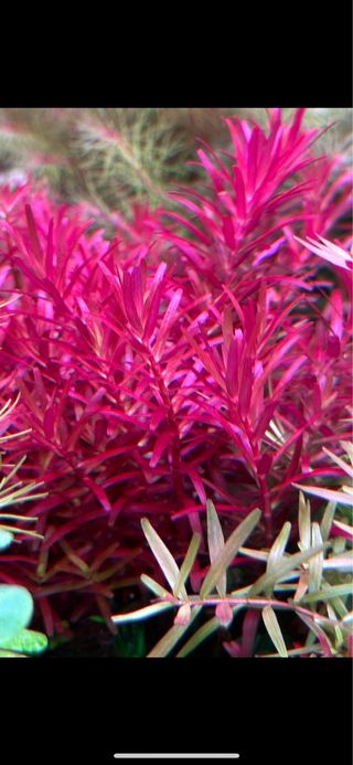 Lote de 5 plantas de acuario variado y colorid