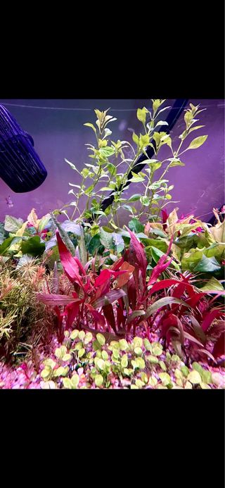 Lote de 5 plantas de acuario variado y colorid