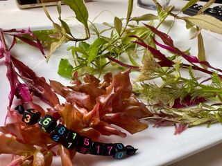 Lote de 5 plantas de acuario variado y colorid