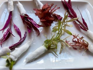 Lote de 10 plantas de acuario variado y colorido