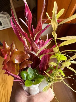 Lote de 10 plantas de acuario variado y colorido