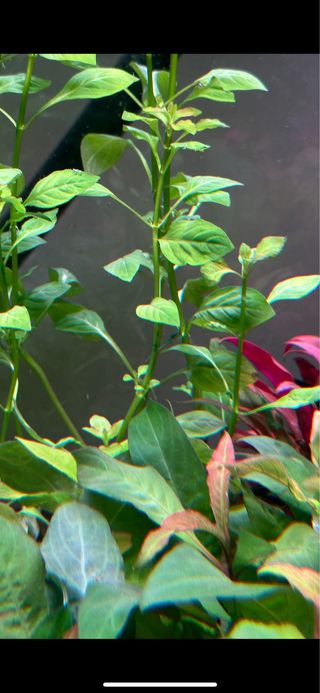 Lote de 10 plantas de acuario variado y colorido