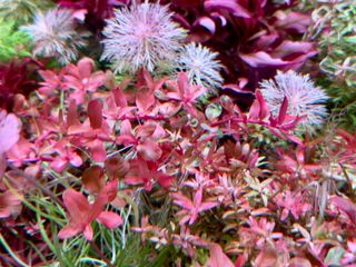 Lote de 10 plantas de acuario variado y colorido