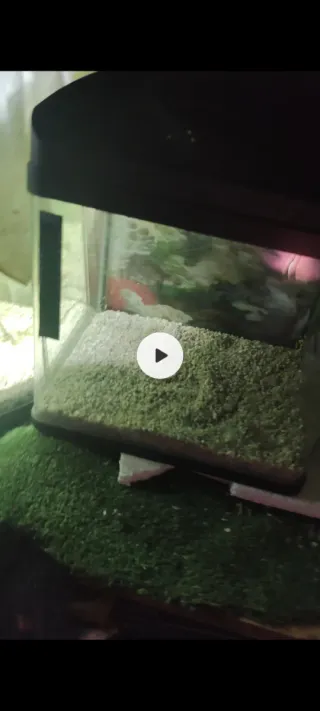 2 acuarios: 1 curvo 100L y 1 nano 20L