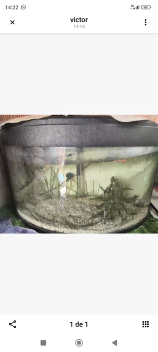 2 acuarios: 1 curvo 100L y 1 nano 20L