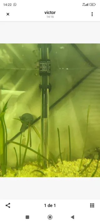 2 acuarios: 1 curvo 100L y 1 nano 20L