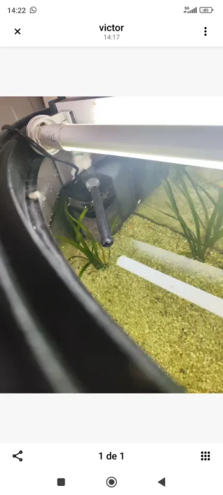 2 acuarios: 1 curvo 100L y 1 nano 20L