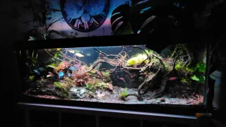 Acuario 300L