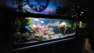 Acuario 300L