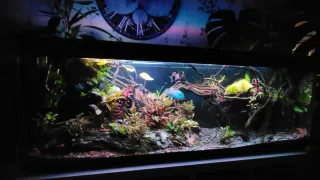 Acuario 300L