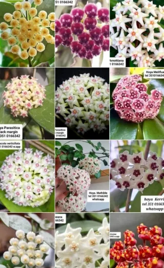 Talea Hoya fiore di cera