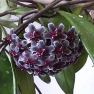 Talea Hoya fiore di cera