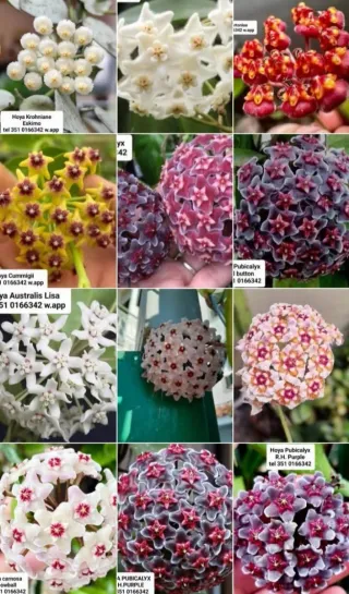 Talea Hoya fiore di cera