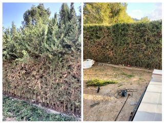 Poda de setos y árboles