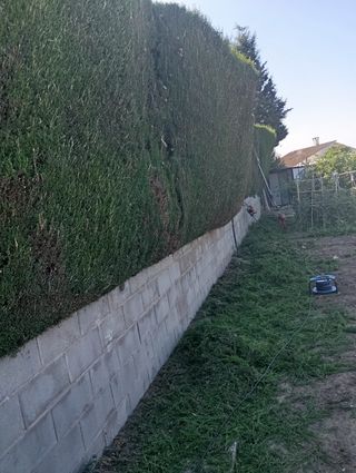 Poda de setos y árboles