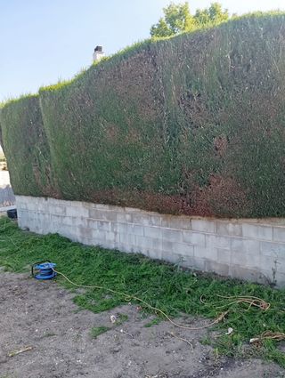Poda de setos y árboles