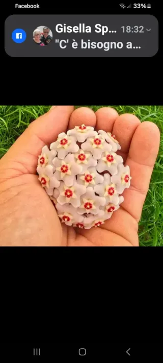 Talee Hoya fiore di cera pianta rara