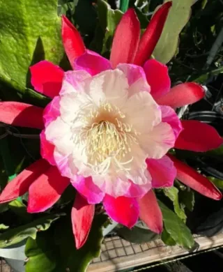 Talea Epiphyllum Clown - Rara Varietà