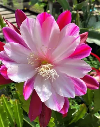 Talea Epiphyllum Clown - Rara Varietà