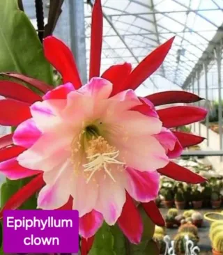 Talea Epiphyllum Clown - Rara Varietà