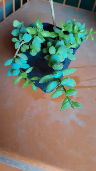 Cotyledon Pendens rara pianta