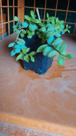 Cotyledon Pendens rara pianta