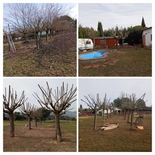 Servicio de poda de árboles