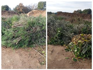 Servicio de recogida de poda