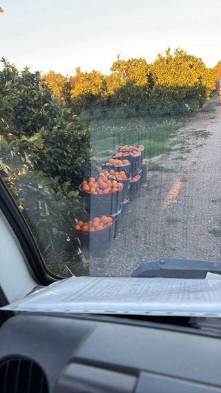 Se compra naranja para indistria