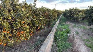 Se compra naranja para indistria