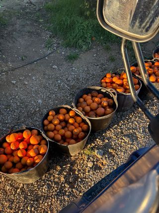 Se compra naranja para indistria