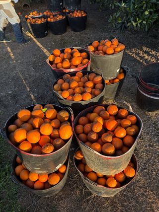 Se compra naranja para indistria