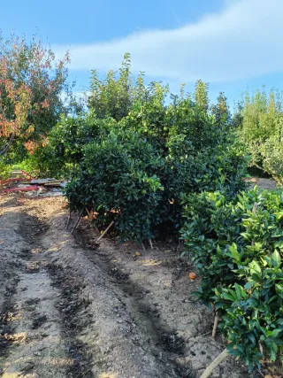DESBROCES DE CAMPOS,PARCELAS, CHALETS...