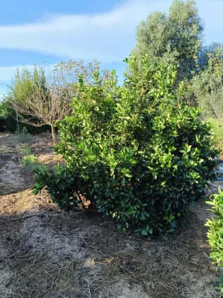 DESBROCES DE CAMPOS,PARCELAS, CHALETS...