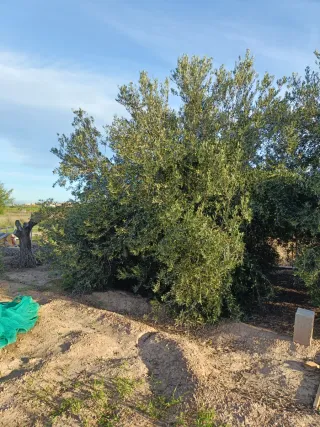 DESBROCES DE CAMPOS,PARCELAS, CHALETS...