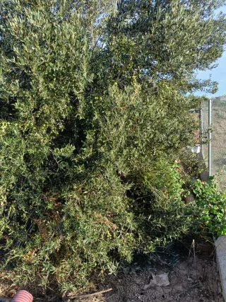 DESBROCES DE CAMPOS,PARCELAS, CHALETS...