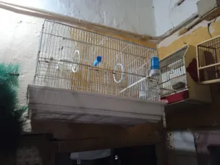 Jaula para pájaros marrón y azul cada una tiene su