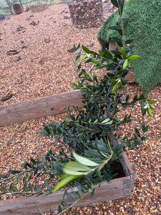 Planta Olivo Arbequina