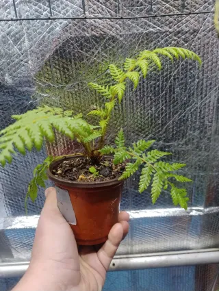 Helecho arborescente Cyathea felina