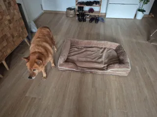 Cama para perros medianos