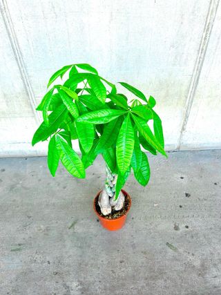 Planta de interior “Pachira acuática”