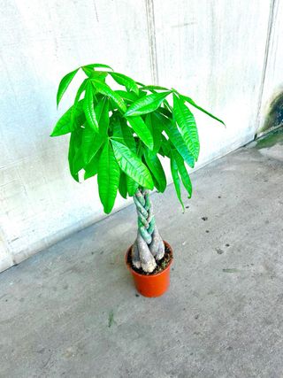 Planta de interior “Pachira acuática”