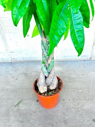 Planta de interior “Pachira acuática”