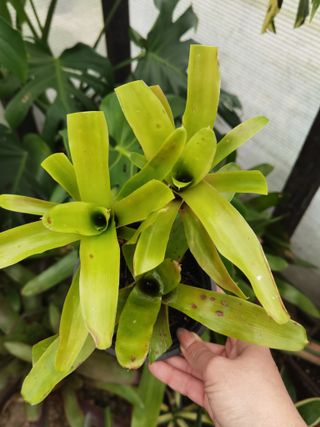 Planta Bromélia com Filhotes