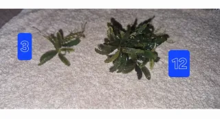 Bucephalandras plantas acuáticas