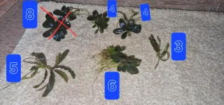 Bucephalandras plantas acuáticas