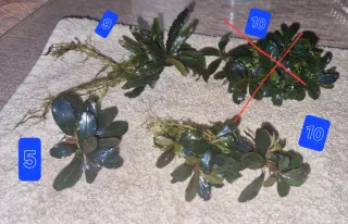 Bucephalandras plantas acuáticas