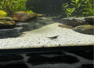 Acuario con plantas, madera y rocas