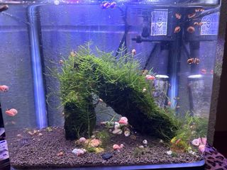 Acuario con plantas, madera y rocas