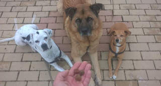 Adiestramiento Obediencia Básica y Cachorros
